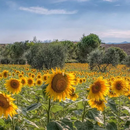 Il Carraio * Orentano